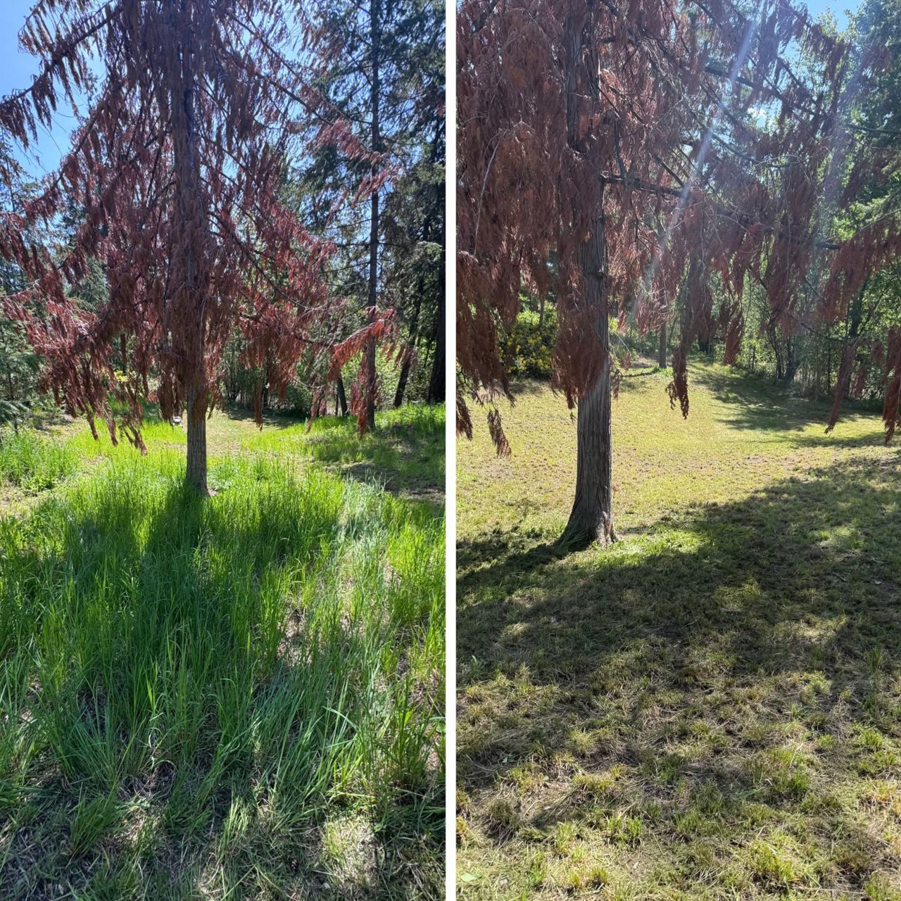 Before and After photos of maintained grass under a tree