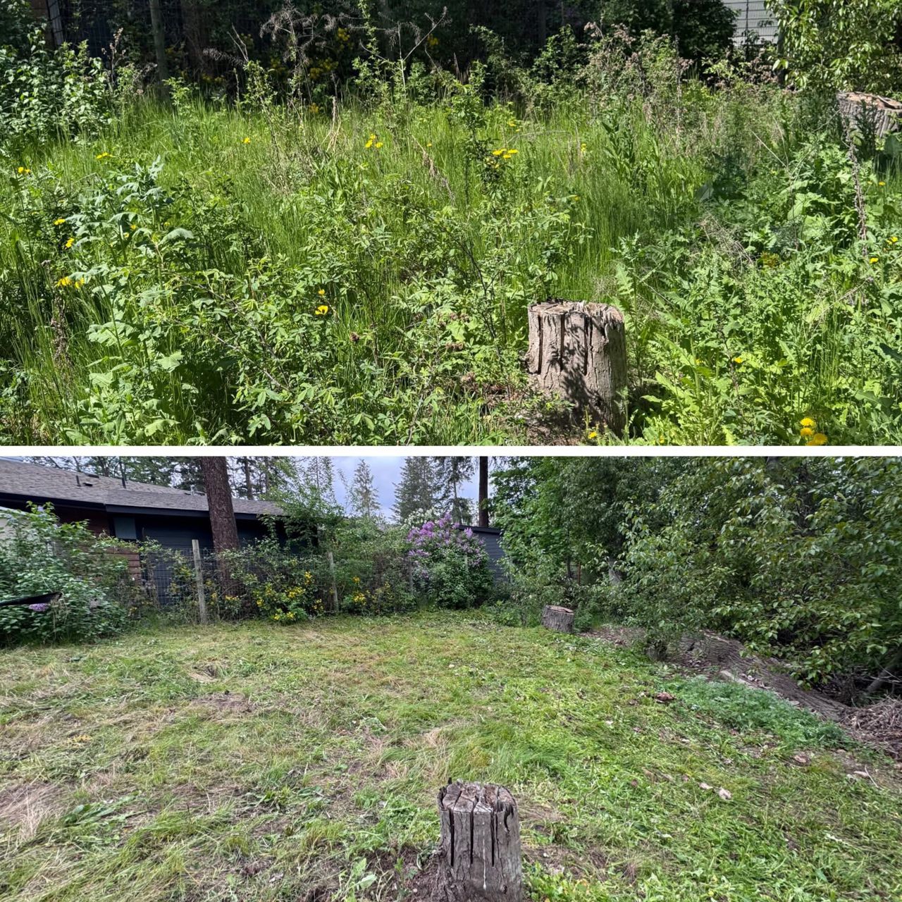 Before and After photos of a wild property now cleaned up and under control