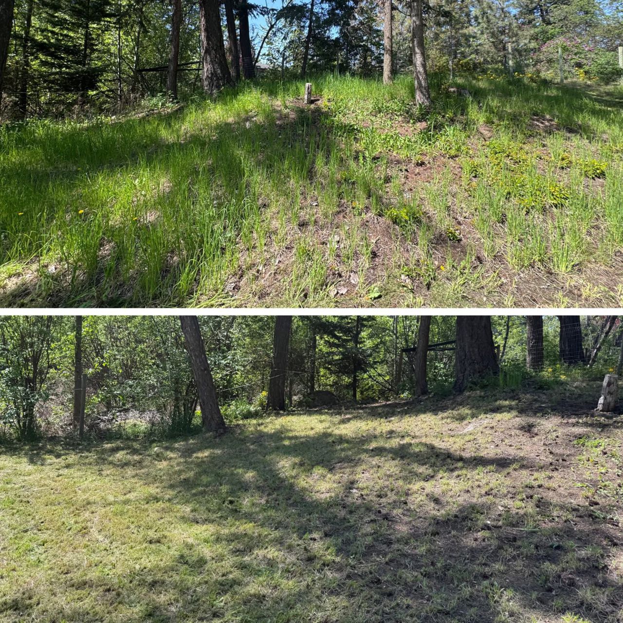 Before and After photo of a rough property with wild grass, now cleaned up